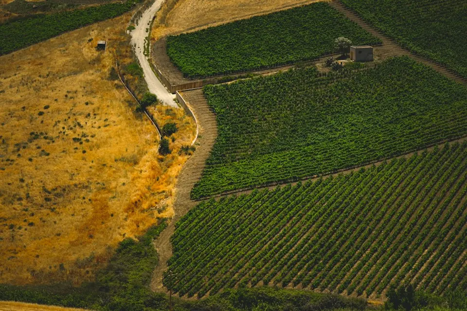 Real aerial photograph of adjoining green and golden agricultural fields