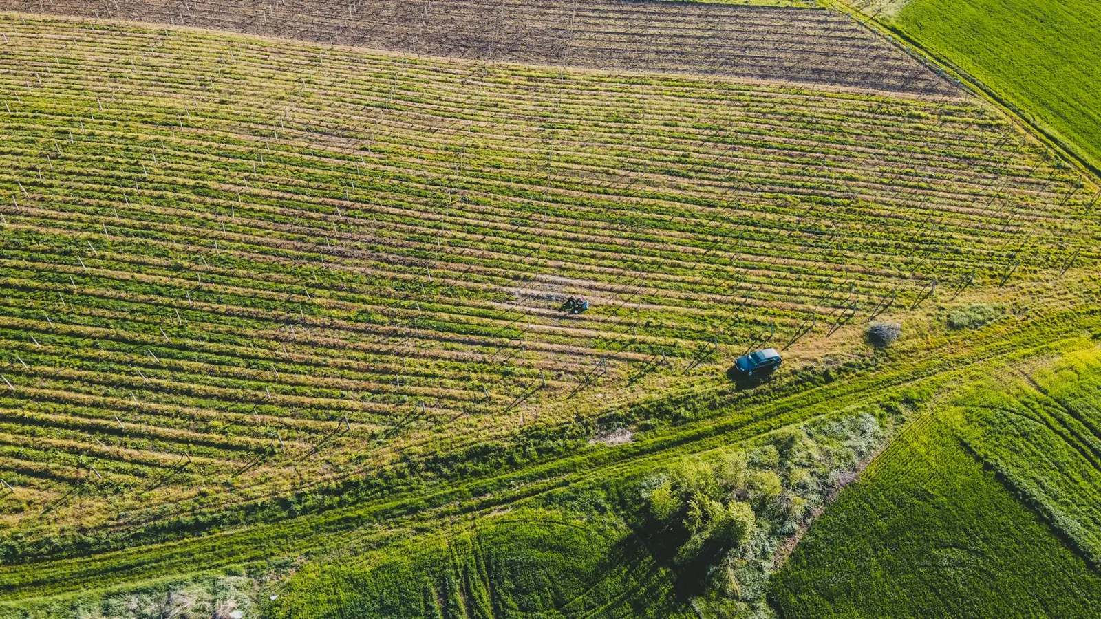Aerial photograph of cultivated rows and a tractor in Romania