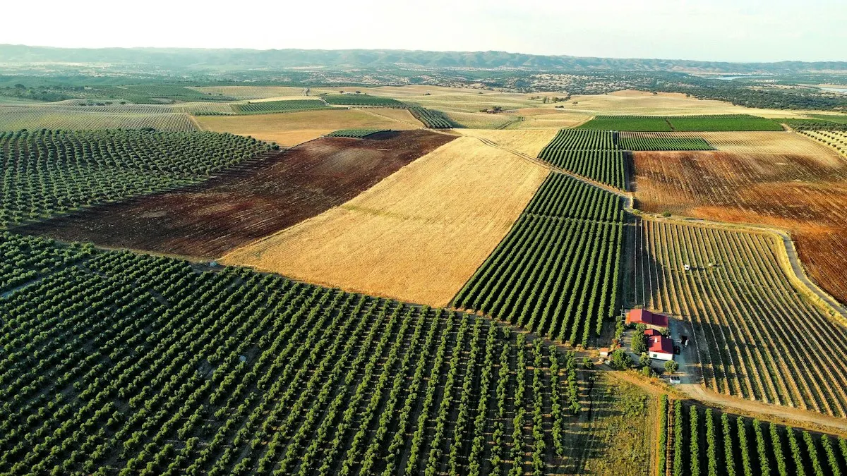 Aerial photograph of agricultural fields and farm buildings in Portugal