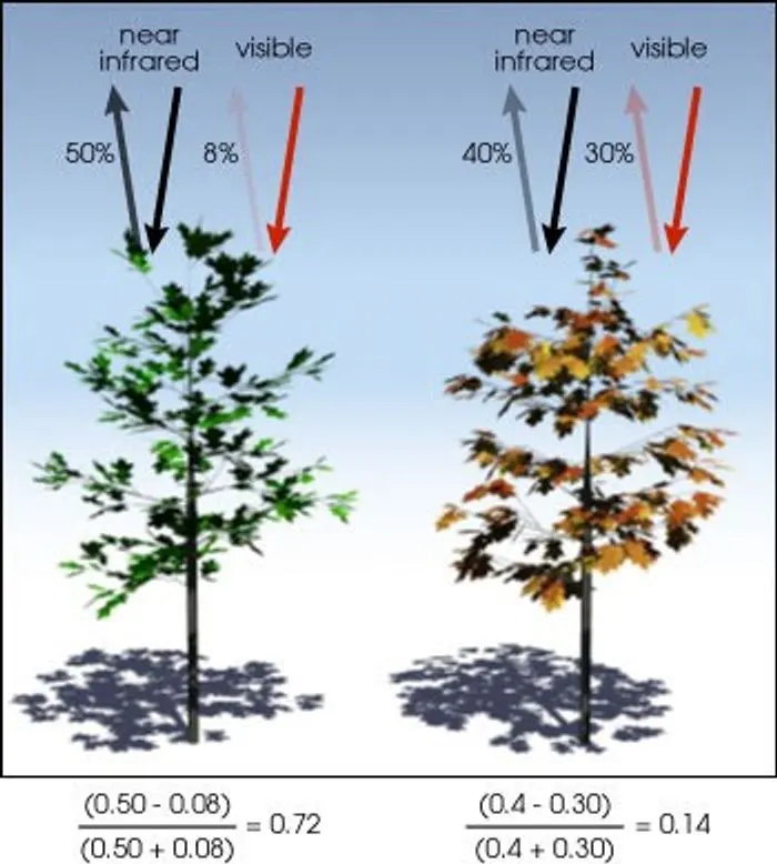 NASA educational illustration comparing reflected visible and near-infrared light for vegetation