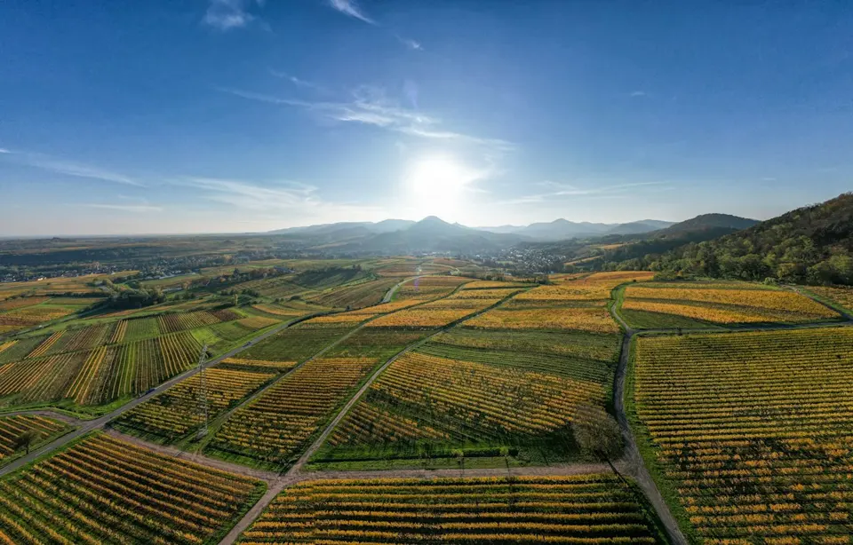 Sunset above planted agricultural rows