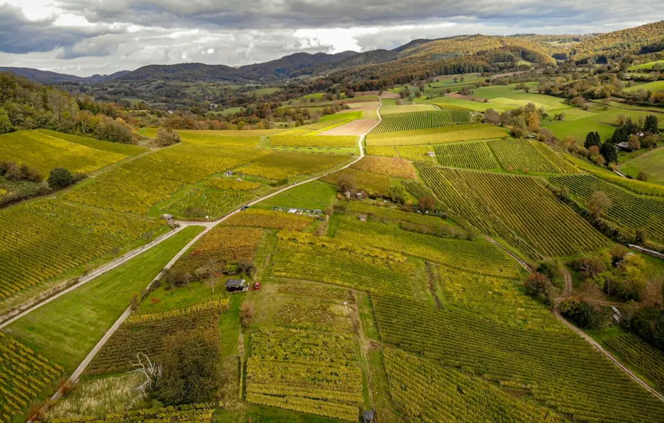 Aerial photograph of a vineyard in autumn